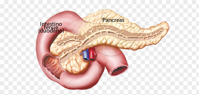 Pineal Gland Function Endocrine System Pancreas Hormone PNG