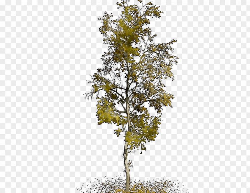 Plane Trees Leaf Tree Family PNG