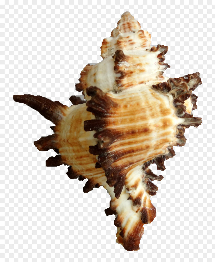 Seashell Cockle Sea Snail Conchology PNG