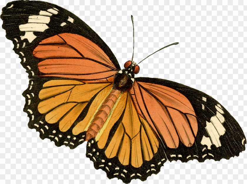 Butterfly Monarch Painted Lady Clip Art PNG