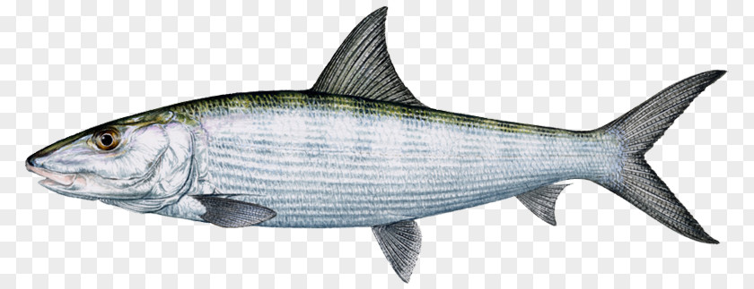 Fish Sardine International Game Association Bonefish Fishing PNG