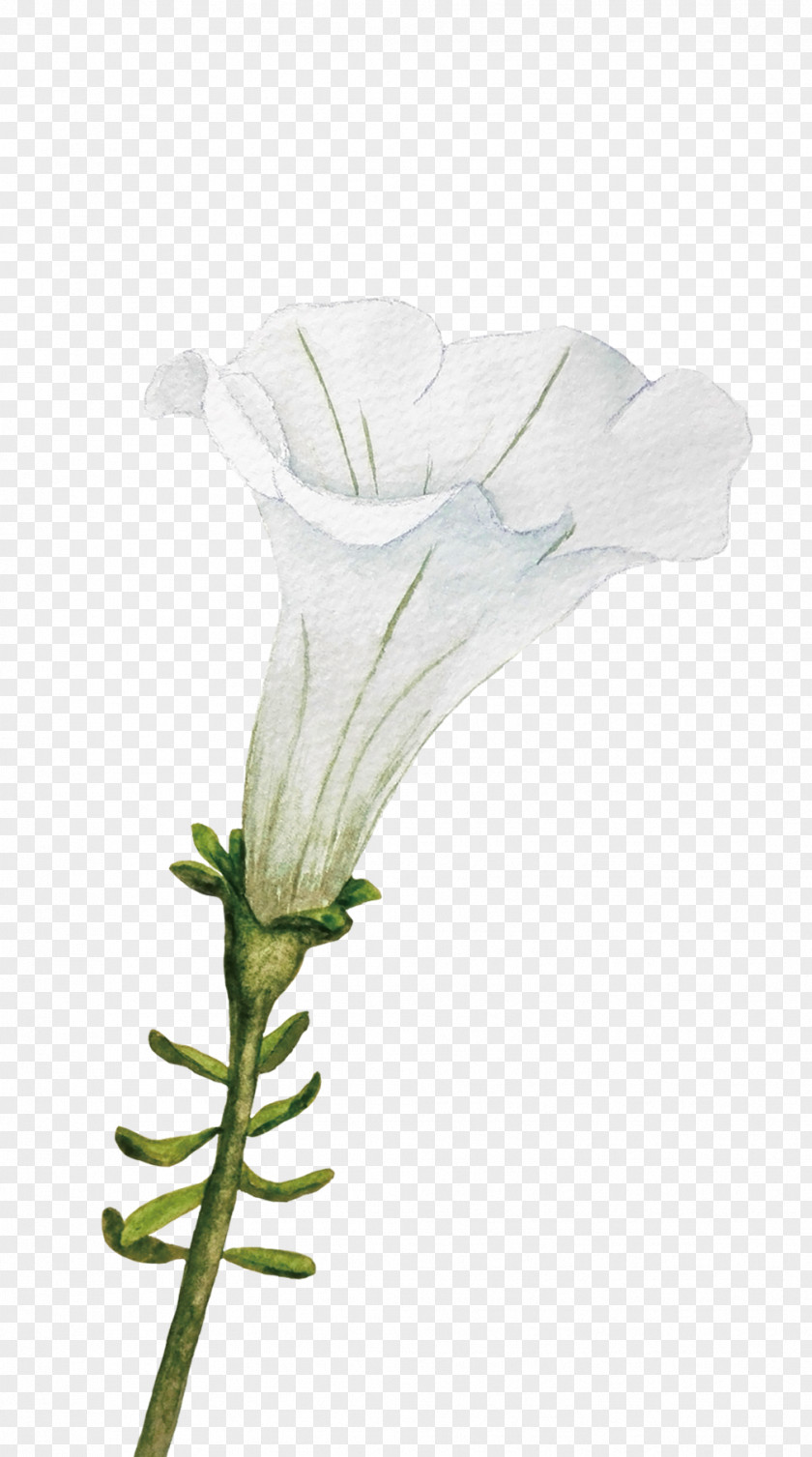 Hand Painted Trumpet Cut Flowers Ipomoea Nil White Plant PNG