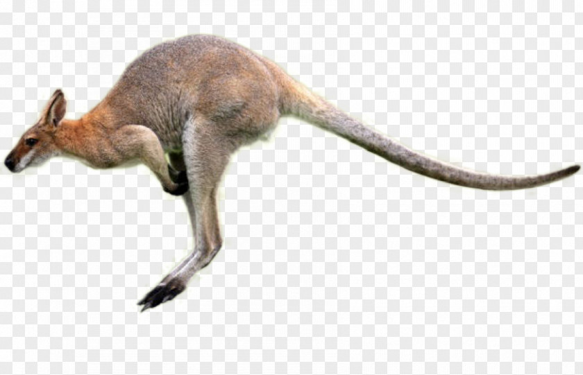 Oriental Longhair Tail Kangaroo Cartoon PNG