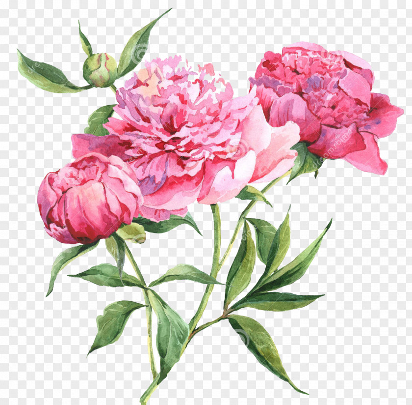 Peony Watercolor Painting Drawing PNG