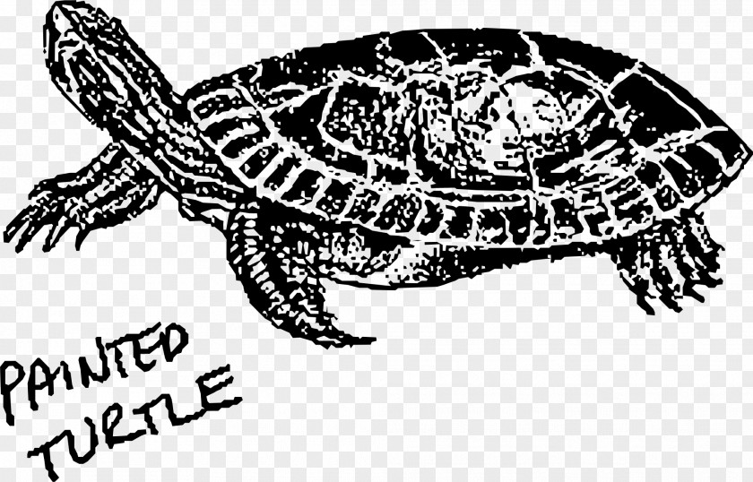 Turtle Painted Hawksbill Sea Green Clip Art PNG