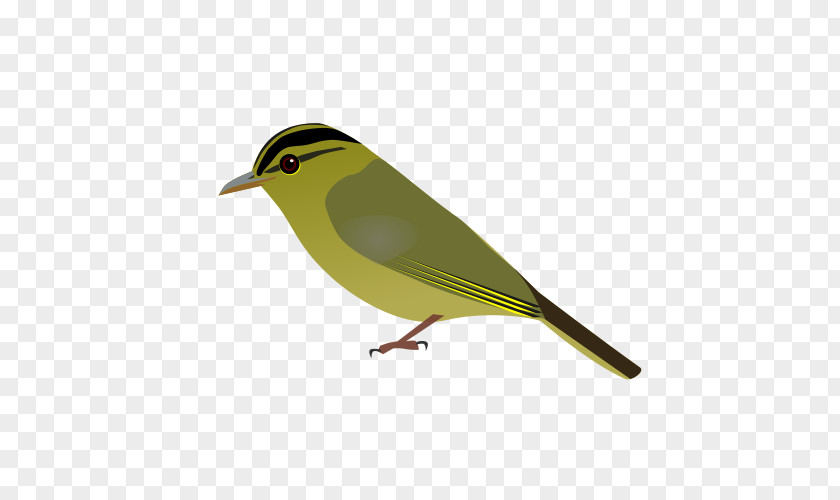 Bird Limestone Leaf Warbler Wikipedia Vietnamese Species PNG