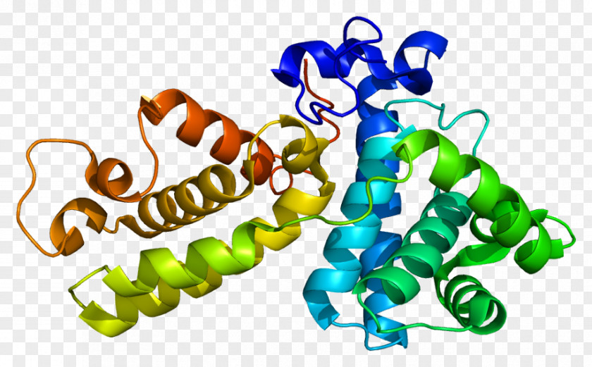 Cyclin K Cyclin-dependent Kinase Holoprotein PNG