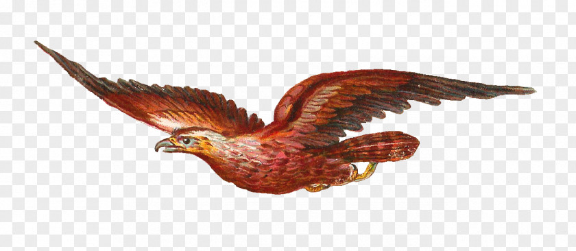 Free Victorian Clipart Bird Of Prey Owl Bald Eagle Clip Art PNG