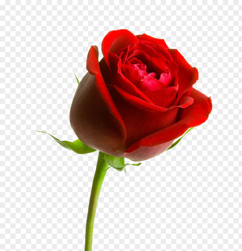 Rose Image Red Flower PNG