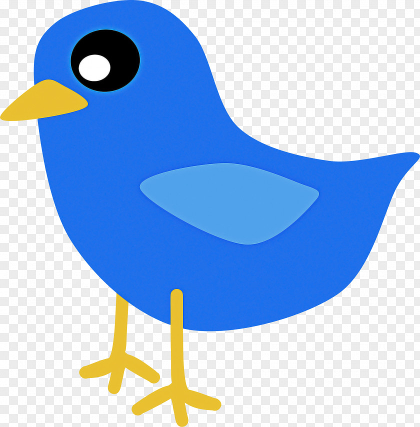 Bird Beak Songbird Perching Bluebird PNG