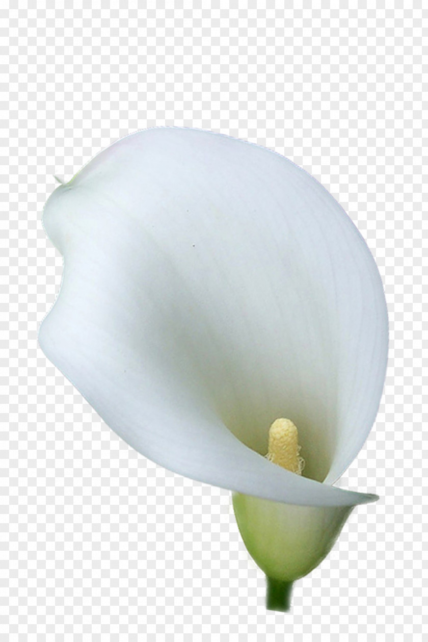 Flor Flower Arum-lily Photography Lilium PNG