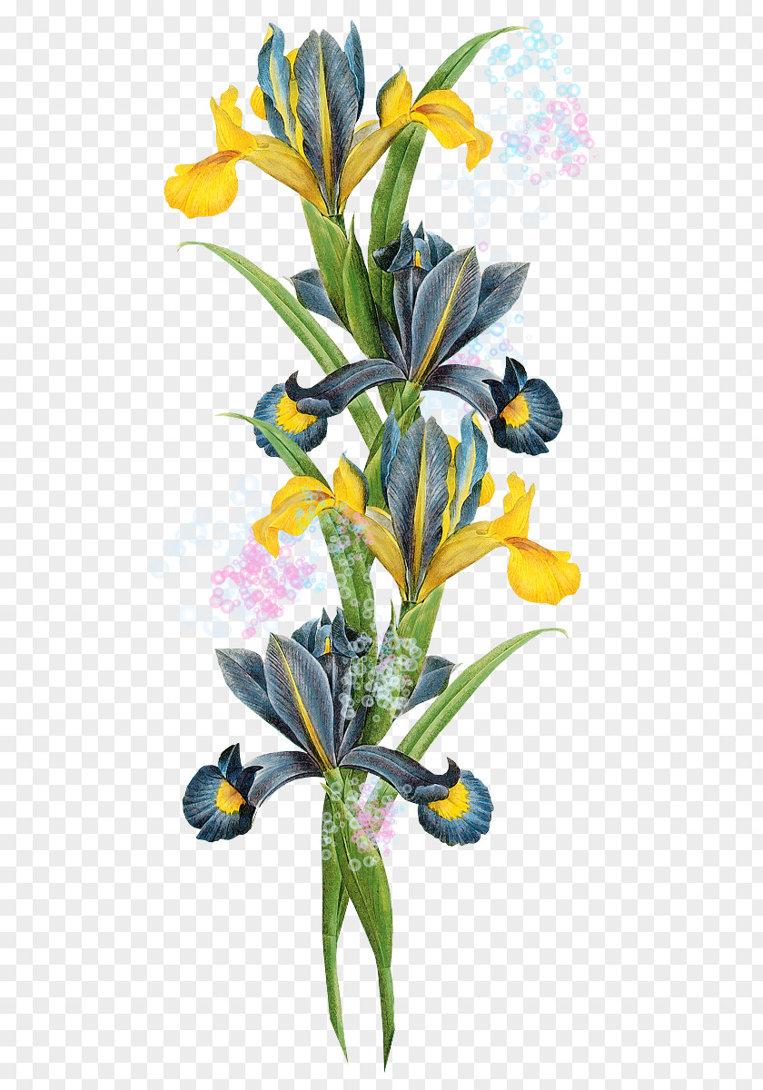 Flower Clip Art PNG