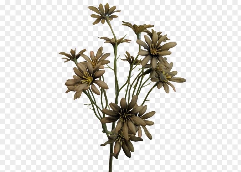 Flower Sea Aster Plant Stem Transvaal Daisy Family PNG