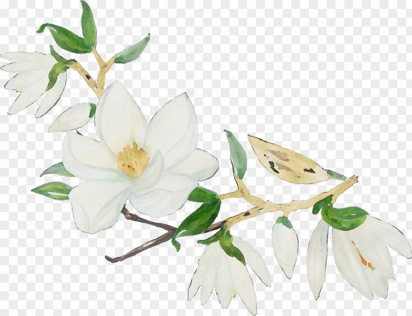 Magnolia Lily Flower White Plant Petal Branch PNG