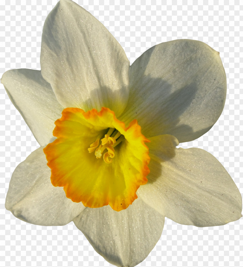 Narcissus Flower Plant Petal Living Room Antechamber PNG