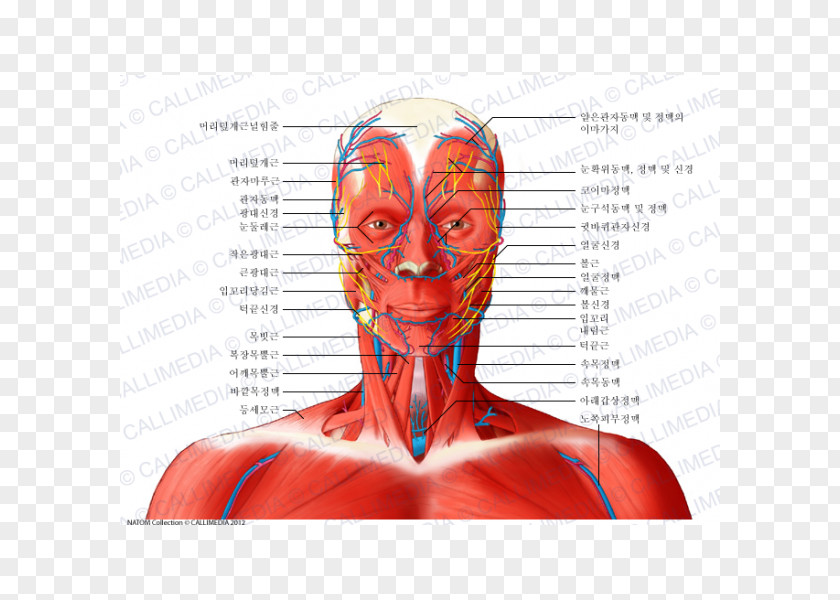 Neck Bloodstain Temporoparietalis Muscle Nerve Head And Anatomy PNG