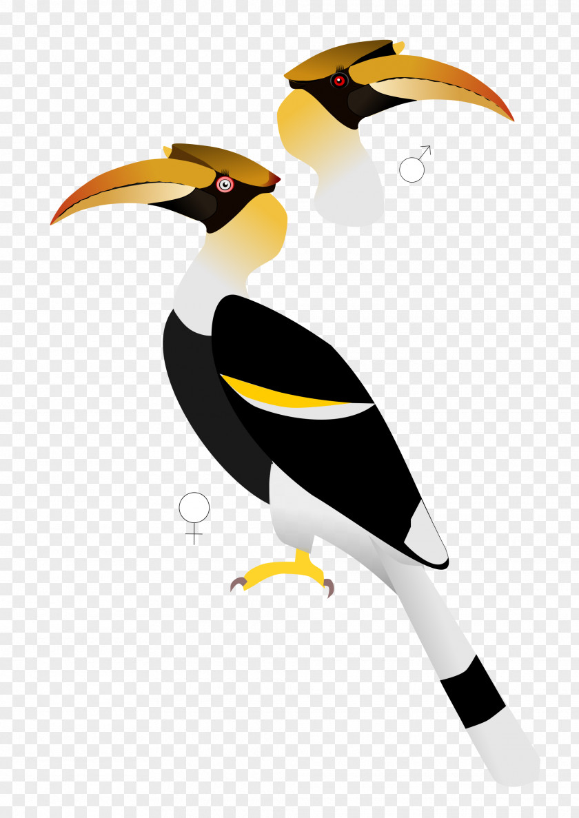 Toucan Indian Roller Bird Parrot Great Hornbill PNG