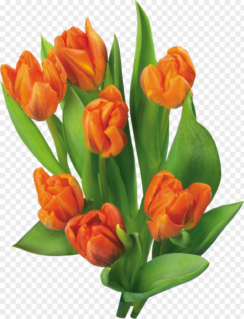 Tulip Flower Blog Clip Art PNG