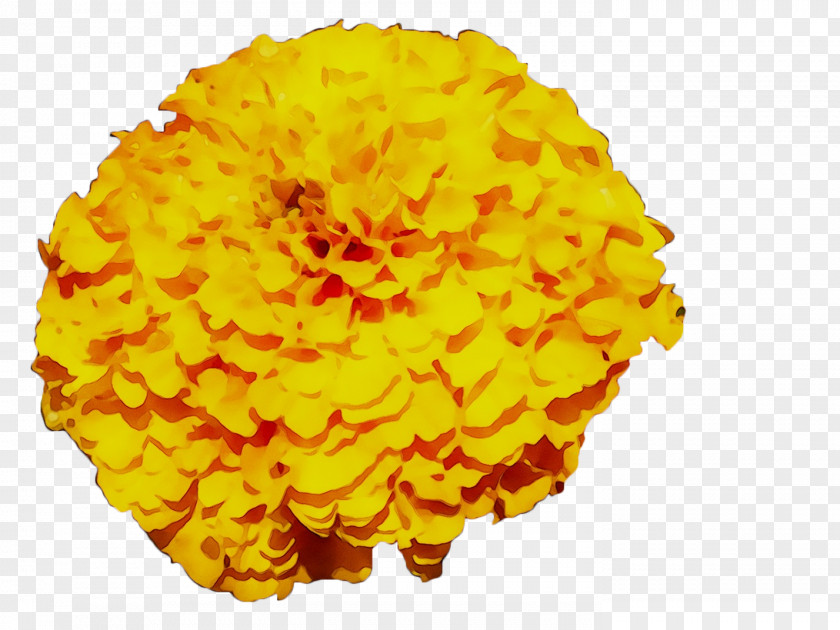 Yellow Chrysanthemum PNG