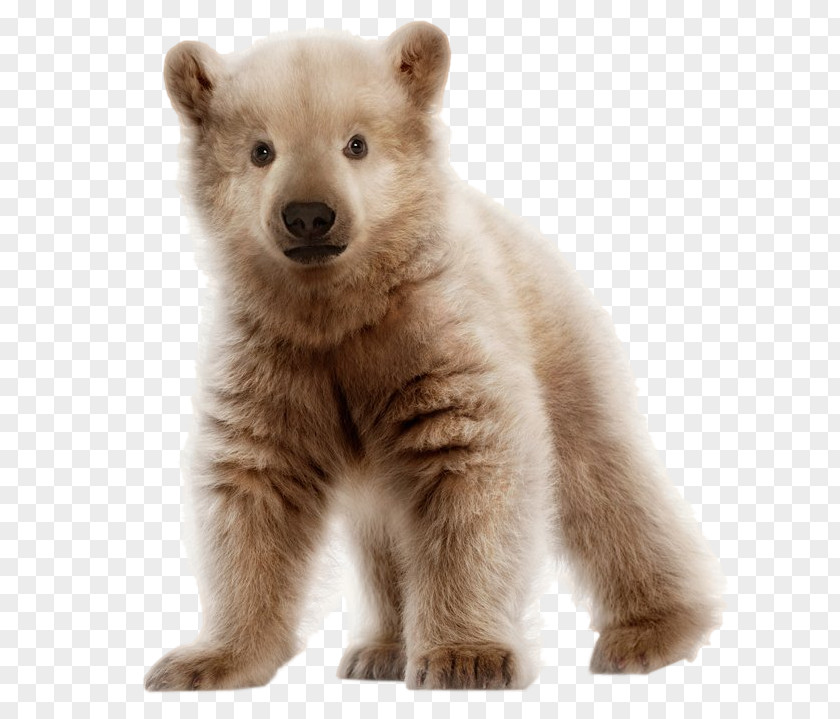 Brown Bear Polar Pizzly Grizzly PNG