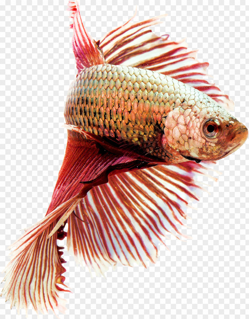 Fish Siamese Fighting Butterfly Tail Aquarium Veiltail Koi PNG