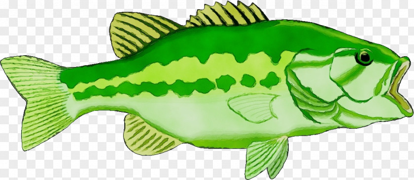 Largemouth Bass Perch Green Fish Animal Figurine PNG