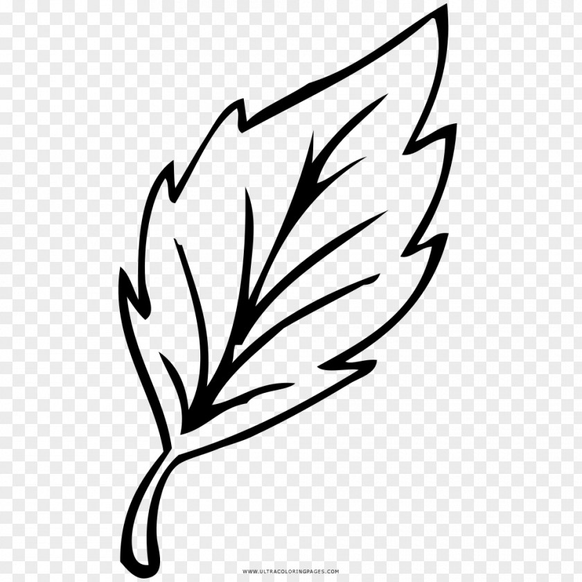 Leaf Drawing Coloring Book Black And White Line Art PNG