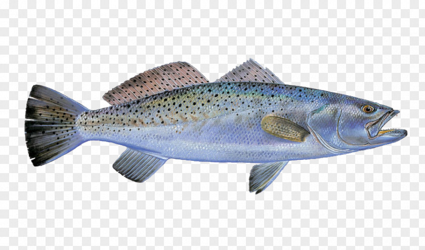 Speckled Coho Salmon Trout Fish Products Cod Fishing PNG