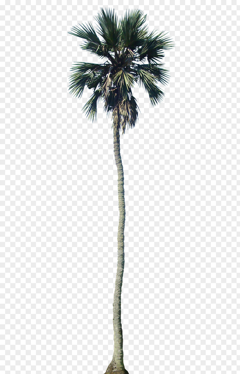 Tropical Trees Arecaceae California Palm Tree Dypsis Decaryi PNG