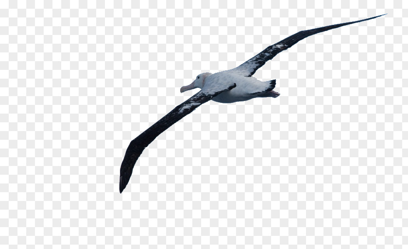 Albatross Wandering Wing Beak Feather PNG