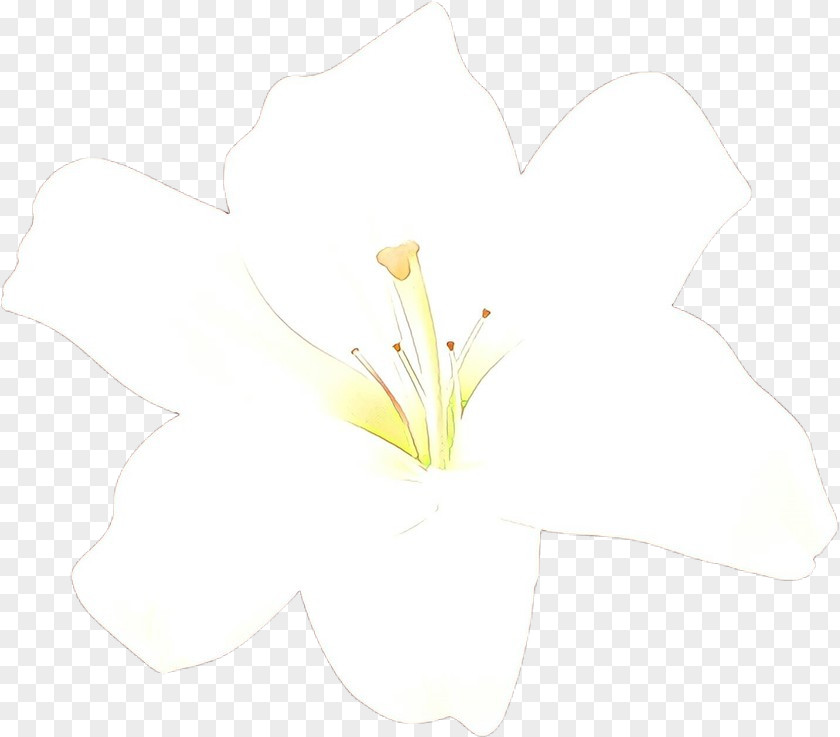 Arum Lily White Flower Yellow Plant Petal PNG