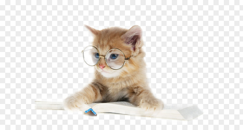 Book Cat Reading PNG