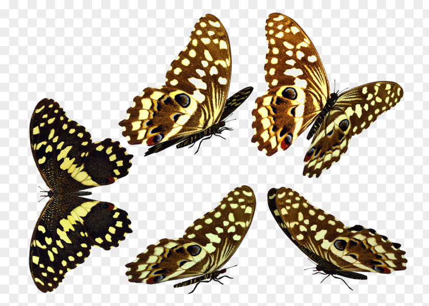 Butterfly Brush-footed Butterflies Moth Fauna PNG