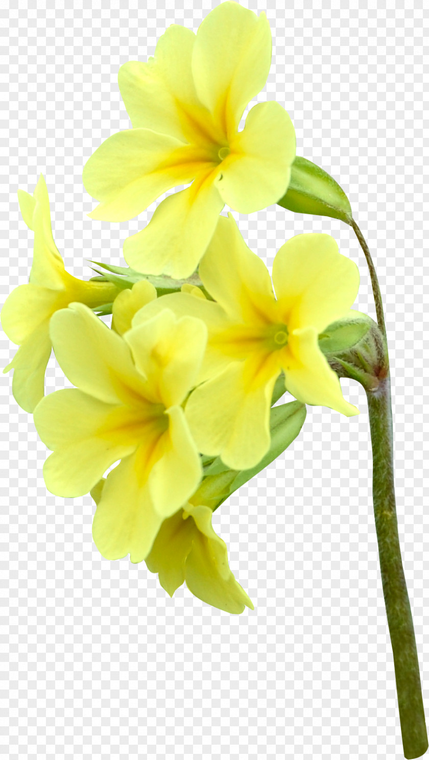 Flower Moth Orchids Cut Flowers Rose Yellow PNG