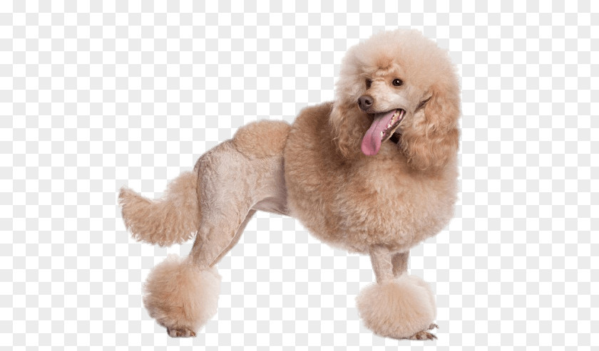 Hair Toy Poodle Standard Miniature Dog Grooming PNG