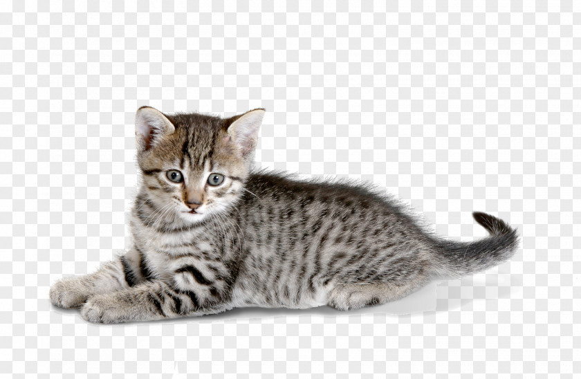 Kitten Dragon Li American Shorthair California Spangled Wirehair PNG