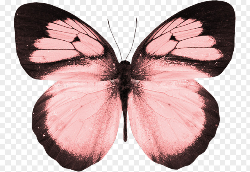 Moths And Butterflies Butterfly Insect Pollinator Pink PNG
