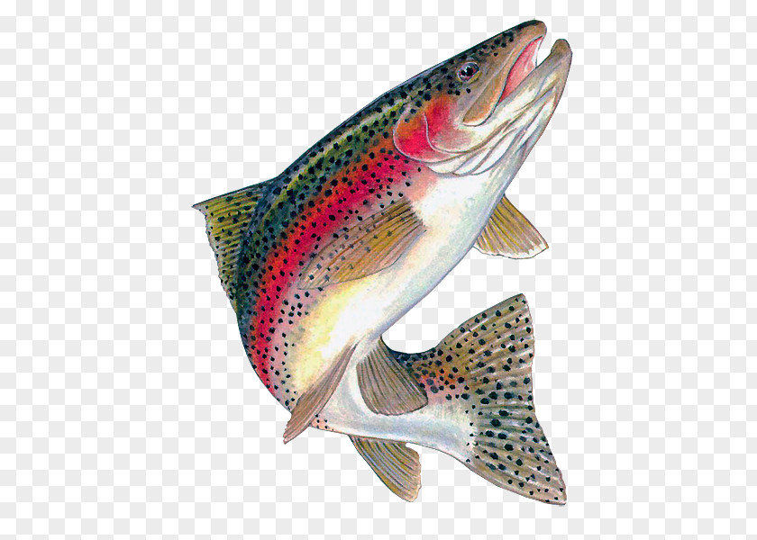 Fish Rainbow Trout Brown Freshwater PNG