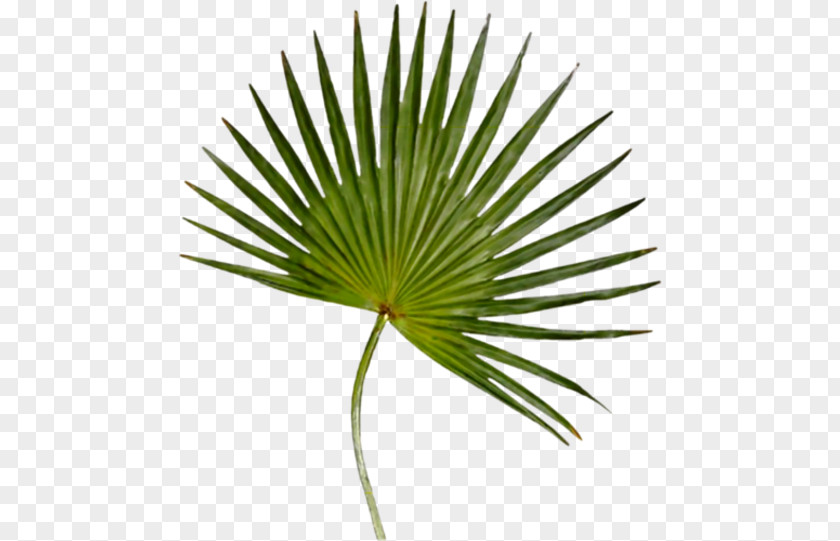 Leaf Arecaceae Palm-leaf Manuscript Ligustrum Ovalifolium Plant PNG