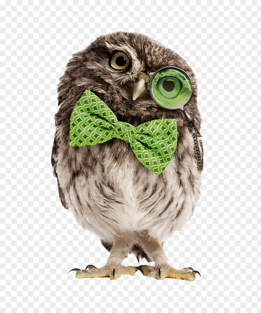 Owl Stock Photography Glass PNG