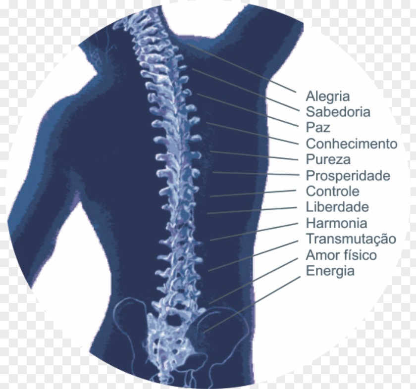 Ervas Vertebral Column Therapy Human Back Symptom Osteochondrosis PNG