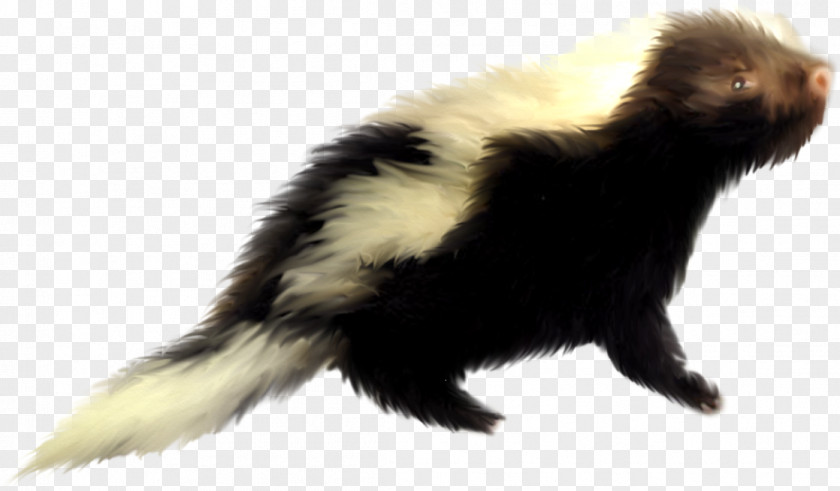 Ferret Skunk Domestic Pig Dog Squirrel PNG