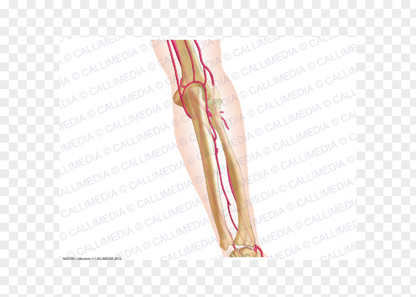 Interosseous Membrane Of Forearm Thumb Elbow Artery Anatomy PNG