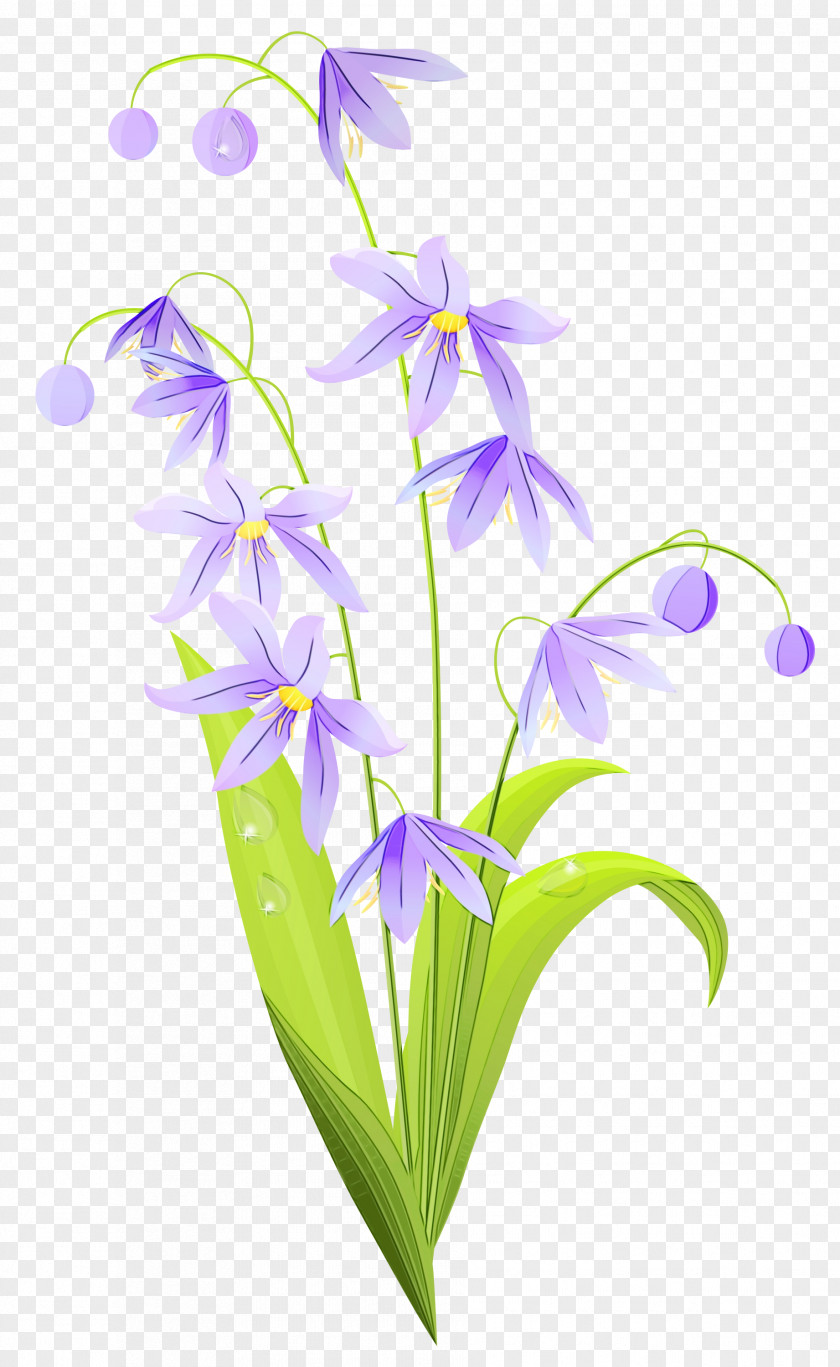 Perennial Plant Orchid Drawing Of Family PNG