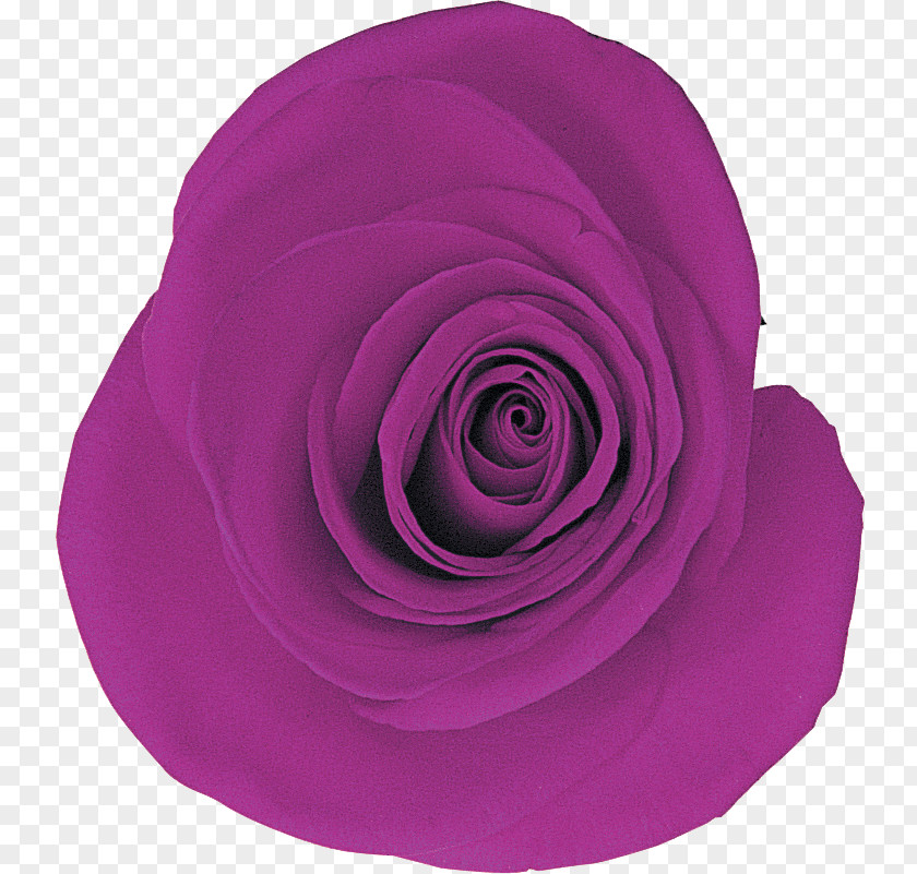 Rose Garden Roses Petal PNG