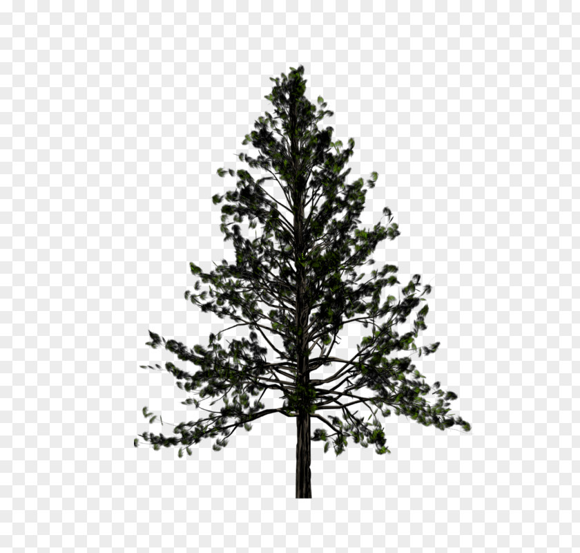 Tree Pine Transparency Fir PNG