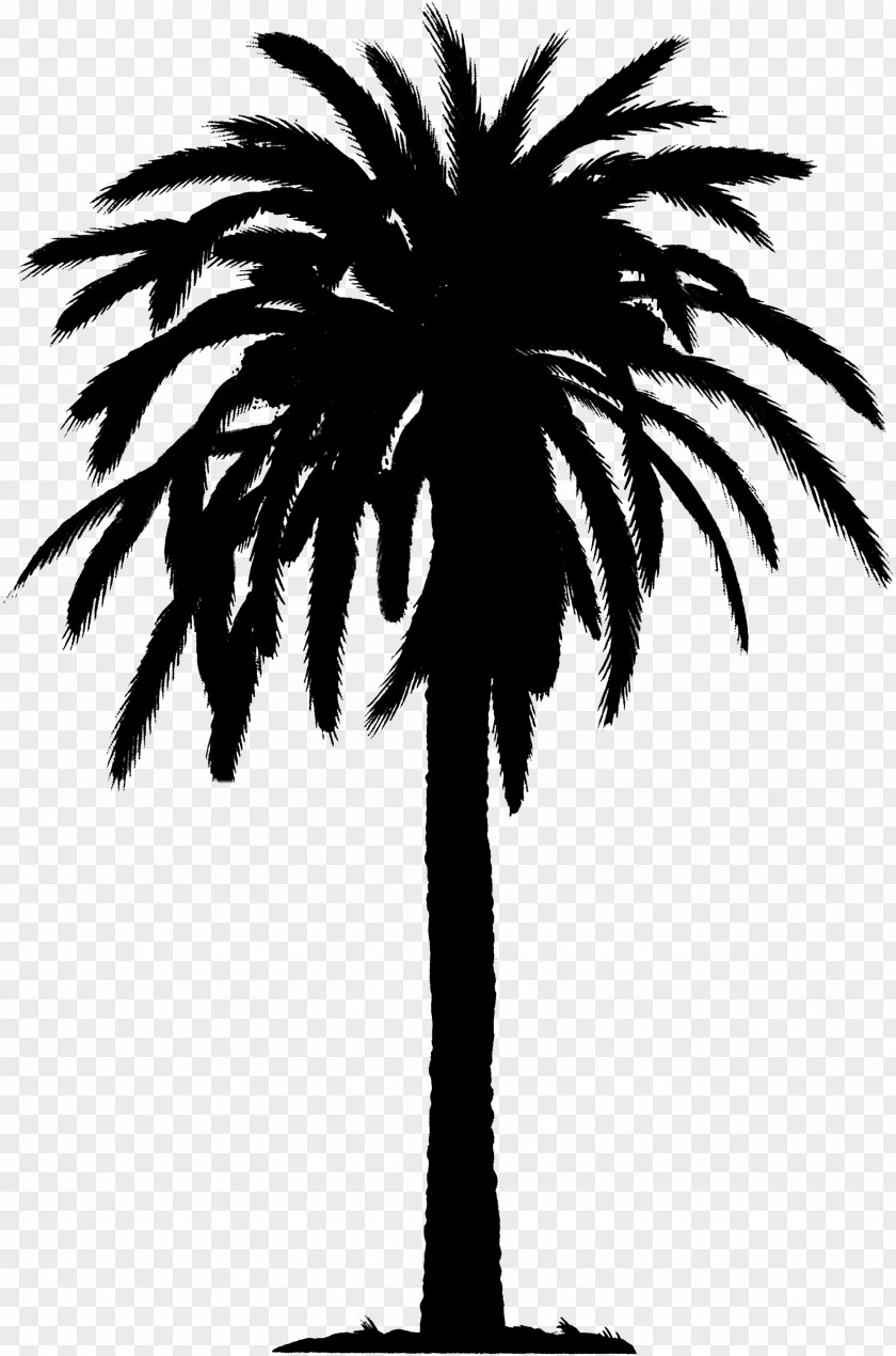 Asian Palmyra Palm Date Trees Silhouette Plant Stem PNG