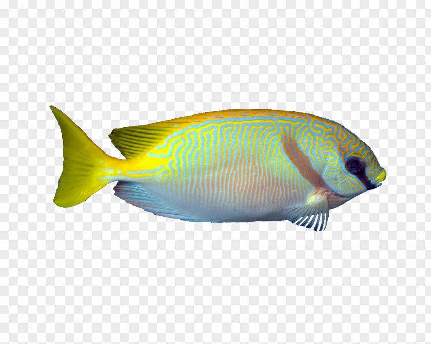 Fish Rabbitfish Coral Reef Blue-green Chromis Aquarium PNG