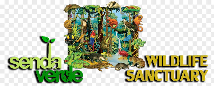 Forest Amazon Rainforest Tropical Drawing Biome PNG
