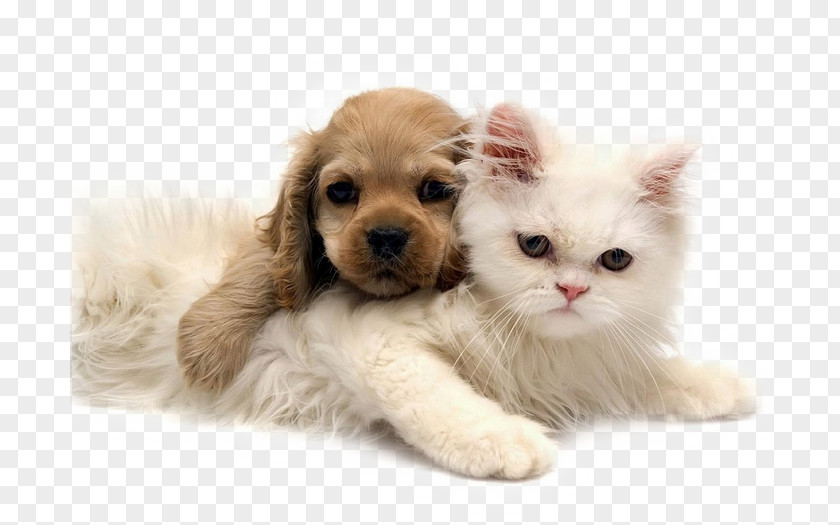 Kitten Puppy Golden Retriever Chow Jack Russell Terrier PNG